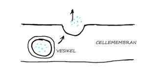 Hvad er endocytose og eksocytose