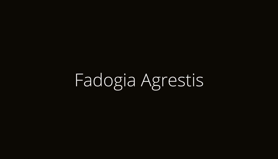 Fadogia